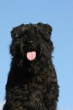 BOUVIER DES FLANDRES 328